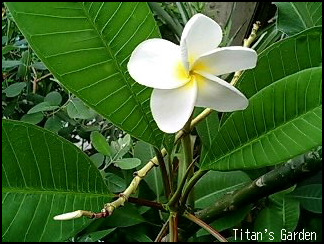 (Plumeria flower)