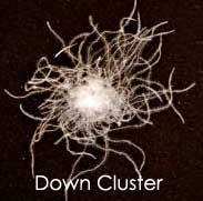 (down cluster)