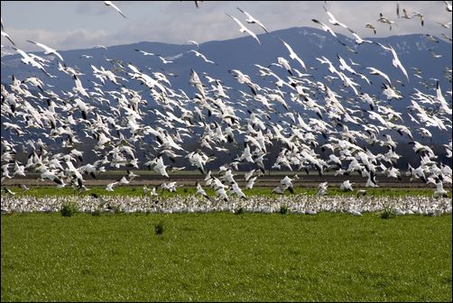 (Birds on flats)