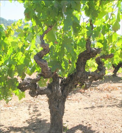 (Gnarly Zinfandel vines)