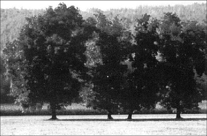 (Warner hickory trees)