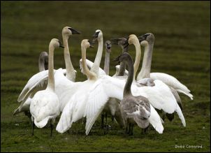 (Circle of Swans)