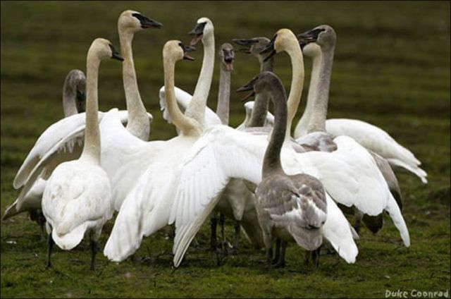 (circle of swans)