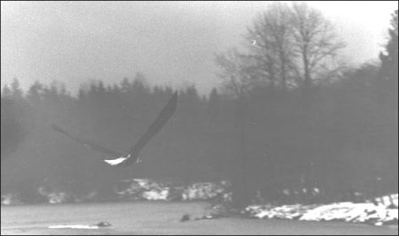 (Bald Eagle)