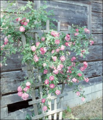 (Old Porter Rose)