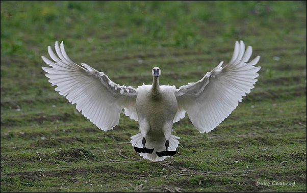 (Swans 2)