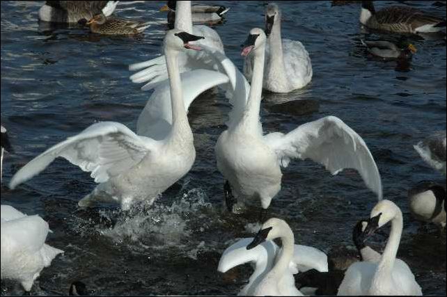 (Swans 3)