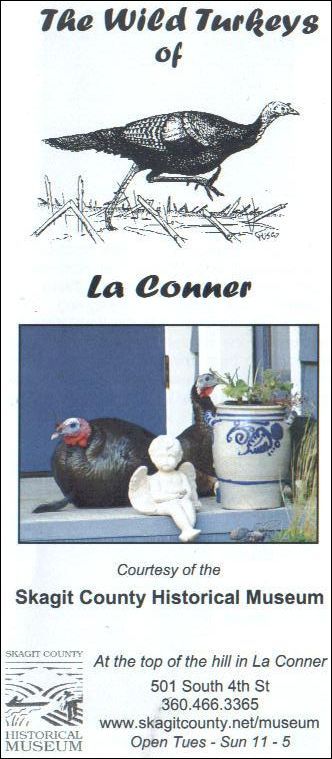 (LaConner Turkeys)