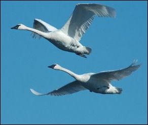 (Swans in flight)
