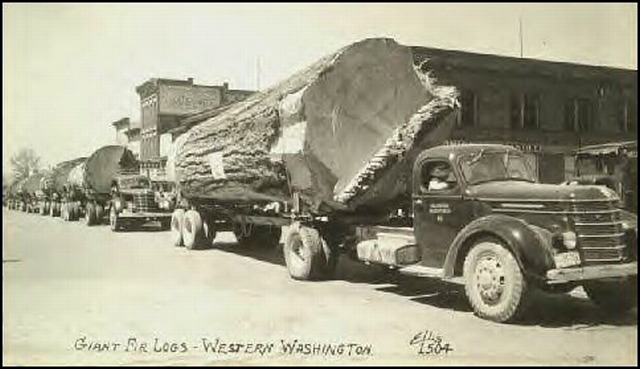 (Huge fir logs on parade)