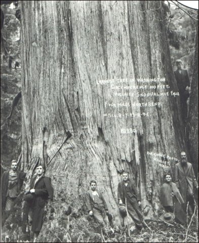 (1897 tree photo)