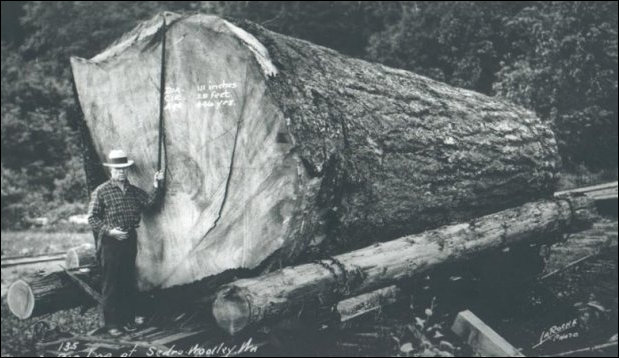 (Wyman Kirby with log)