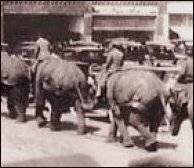 (Elephants and Kelley Strip 1922)