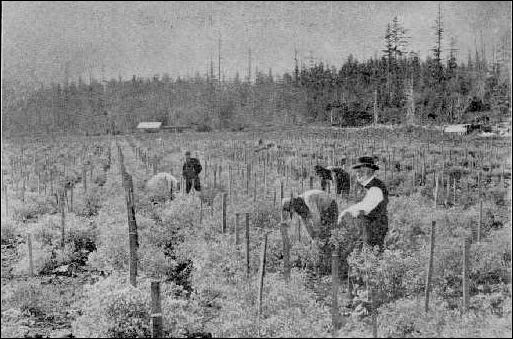 (Cauliflower farm)