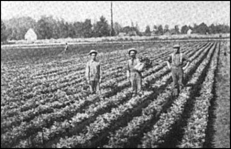 (Celery Farm)