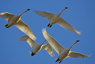 (Trumpeter Swans)