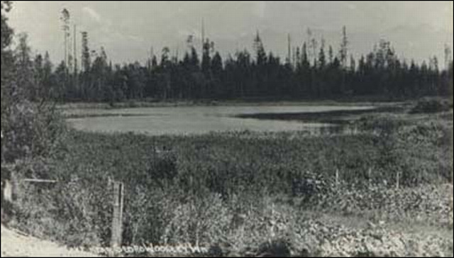 (Cranberry Marsh)