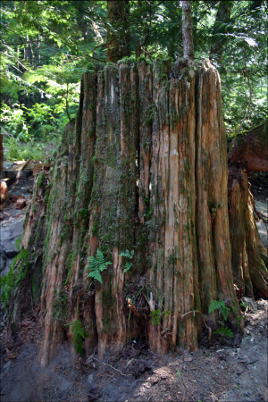 (Historic cedar stump)