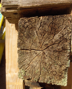 (Timber cross section)