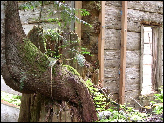 (Twisted tree trunk)