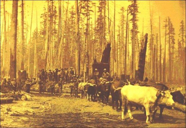 (Jesse Ball oxen logging team)