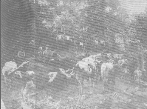 (Oxen logging teams)