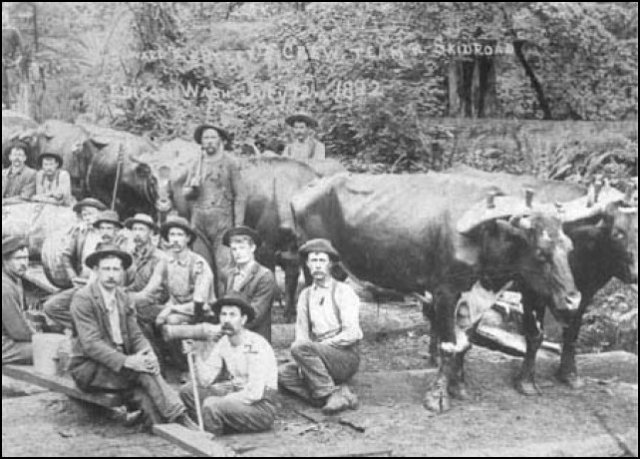 (Oxen logging team)